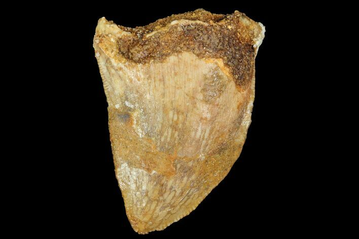 Bargain, Juvenile Carcharodontosaurus Tooth #77094